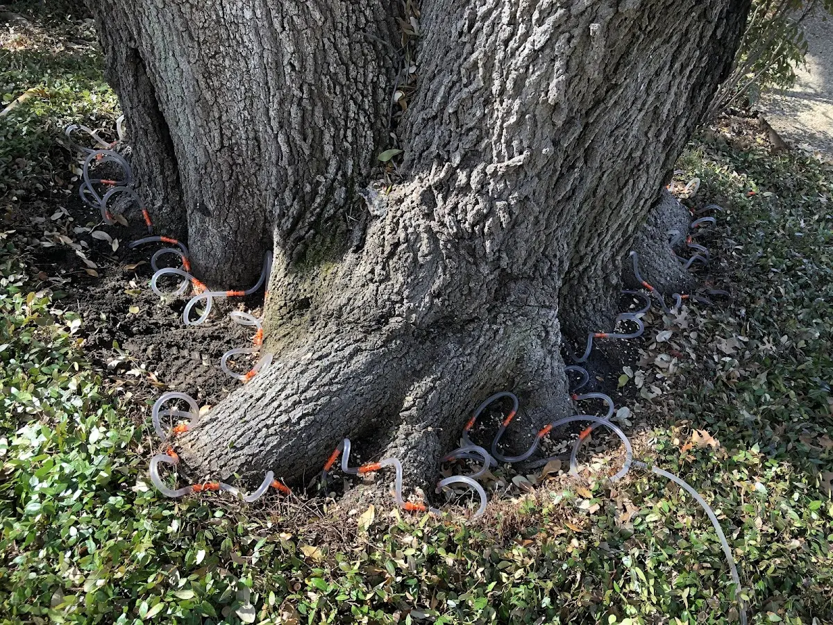 Detailed Shrub and Hedge Trimming job site in Houston