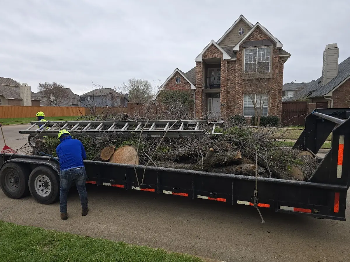Expert Tree Fertilization with proper safety equipment in Houston